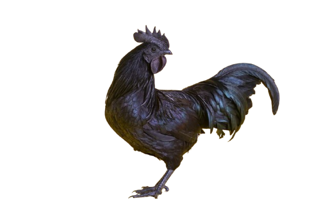 Kadaknath delivery in patna, chickenwala